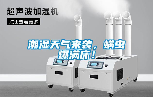 潮濕天氣來(lái)襲，螨蟲(chóng)爆滿(mǎn)床！