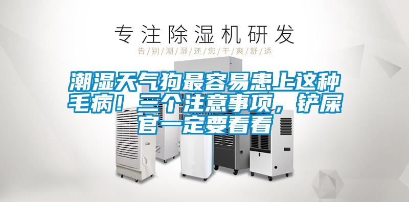 潮濕天氣狗最容易患上這種毛??！三個(gè)注意事項，鏟屎官一定要看看