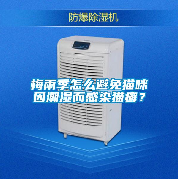 梅雨季怎么避免貓咪因潮濕而感染貓癬？