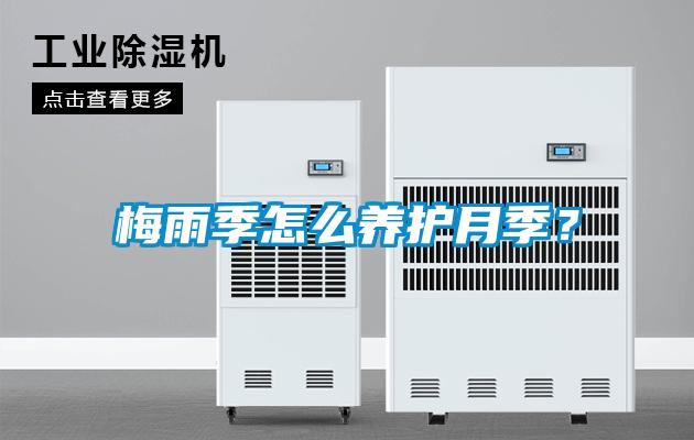 梅雨季怎么養護月季？
