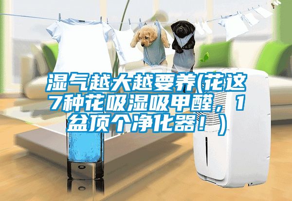 濕氣越大越要養(花這7種花吸濕吸甲醛，1盆頂個(gè)凈化器！)