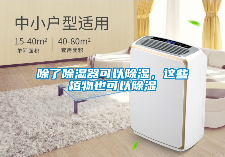 除了除濕器可以除濕，這些植物也可以除濕