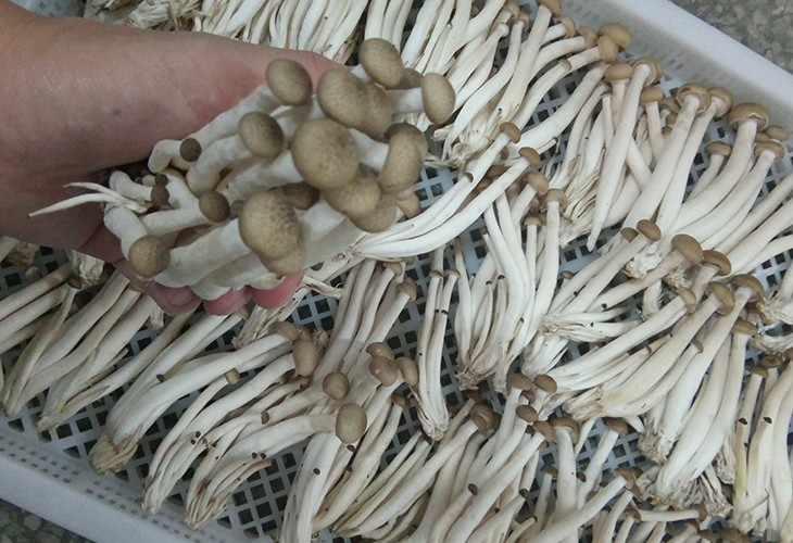 湖北佳潤食用菌專(zhuān)業(yè)合作社食用菌種植戶(hù)種植基地食用菌小型烘干機